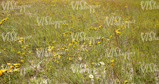 sandy ground with various plants