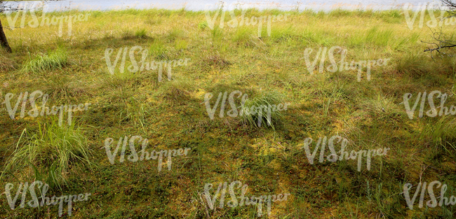 ground with various wetland plants