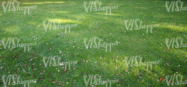 grass ground with autumn leaves