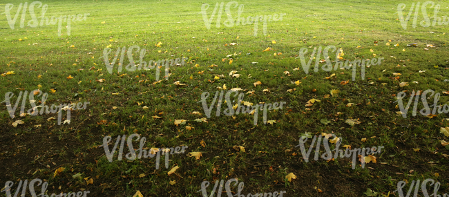 grass ground with autumn leaves