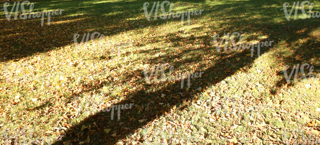 grass ground covered with autumn leaves