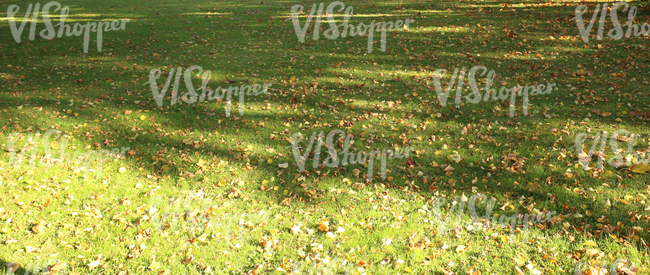 grass ground with autumn leaves