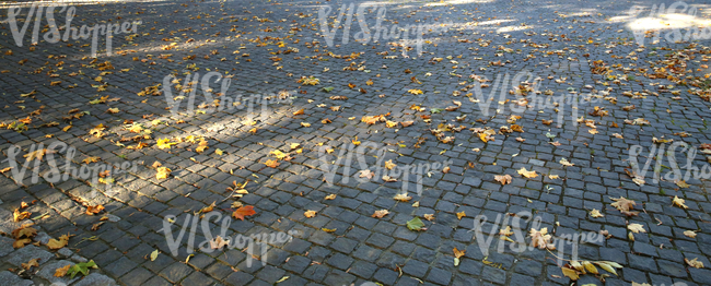 pavement with a few autumn leaves
