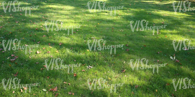 grass ground with autumn leaves