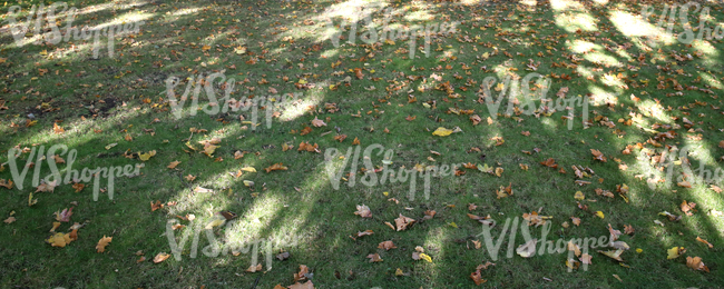 grass ground with autumn leaves