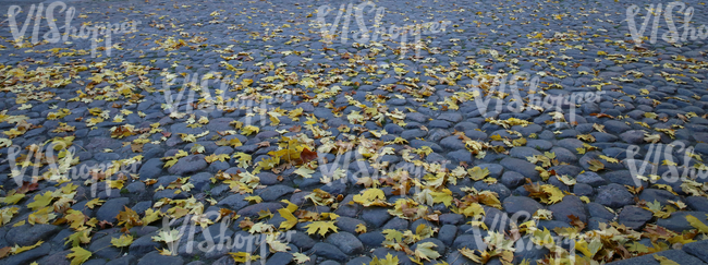 cobblestone ground with autumn leaves