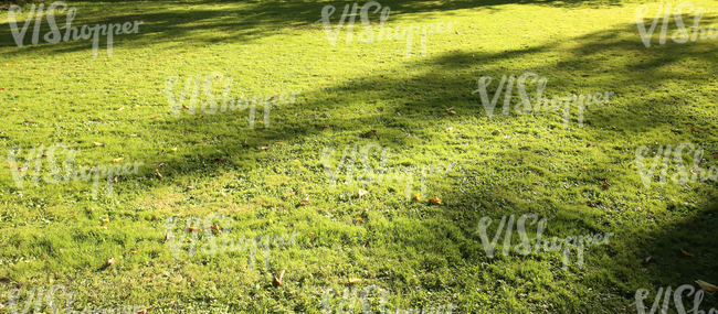 grass ground with a few autumn leaves