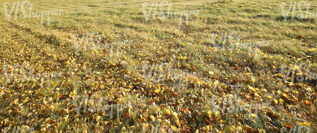 grass ground with autumn leaves