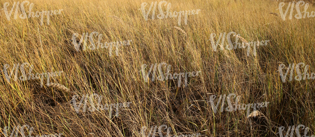 field of tall grass in autumn