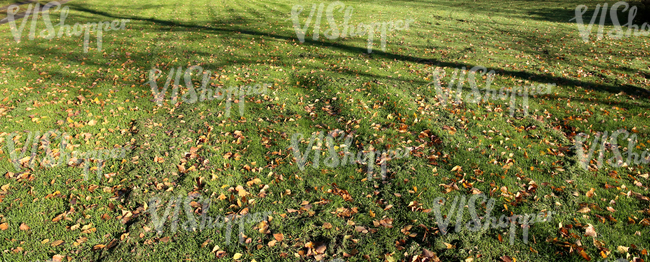 mown lawn with autumn leaves