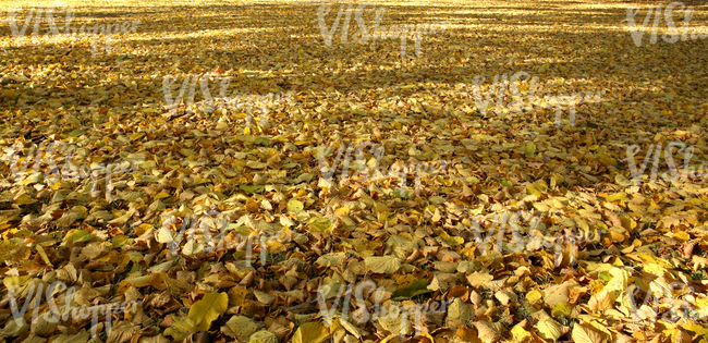 ground fully covered with autumn leaves