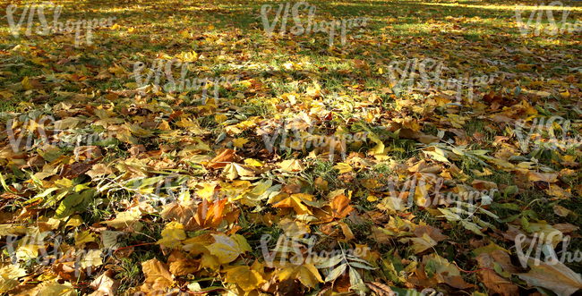 grass ground with autumn leaves