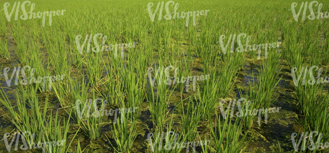 a rice paddy field