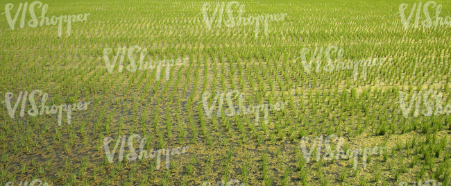 a rice paddy field