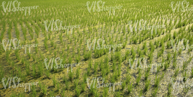 a rice paddy field