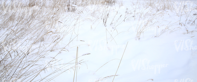 snow-covered ground with reeds