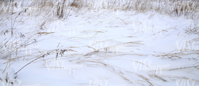 snow-covered ground with reeds