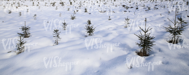 snow covered ground with small fir trees