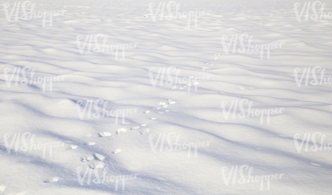 snowy field with animal footprints