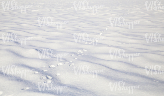snowy field with animal footprints