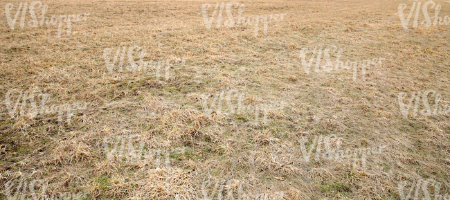 dry grass ground