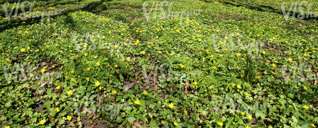 grass ground with spring flowers