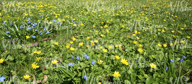 grass ground with spring flowers