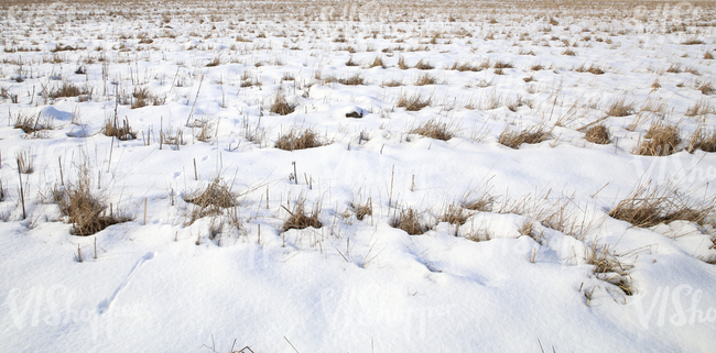 dry field in winter