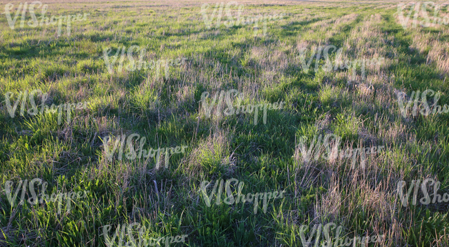 field of grass at sunset