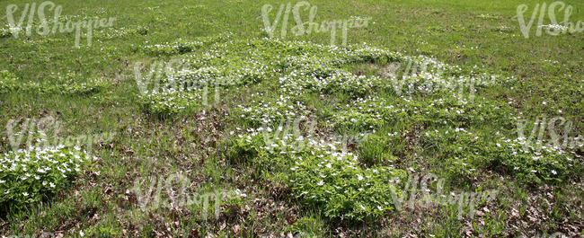 field of grass with spring flowers