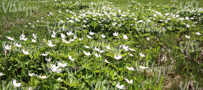 field of grass with spring flowers