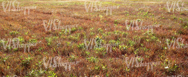 grassland