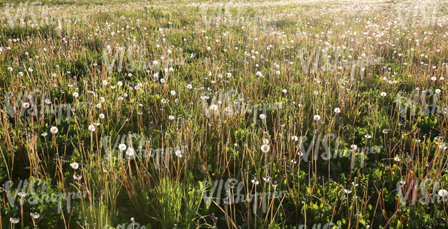 field of tall grass and dandelions at sunset