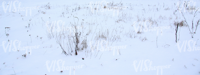 snow-covered ground with some plants