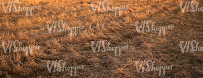dry hay field at sunset