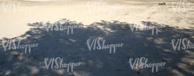 sandy beach with a tree shadow