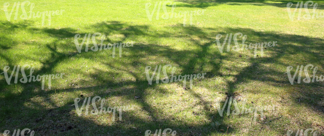 grass ground with tree shadows