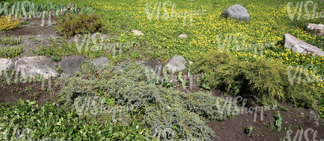 sloped park ground with stones and different plants