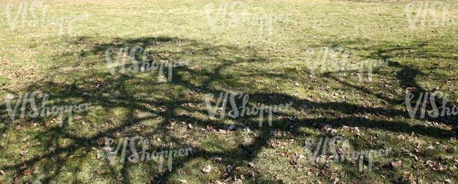 grass ground with dry leaves and tree shadows