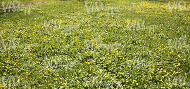 grass ground with spring flowers