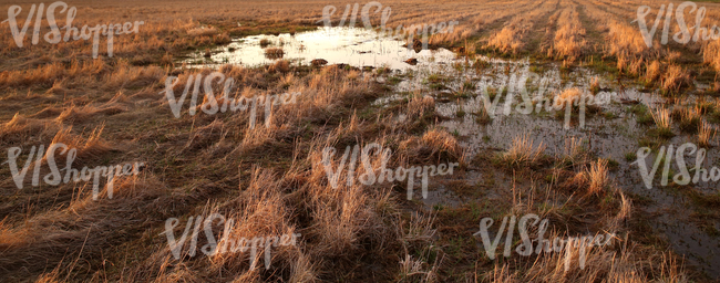 wet field in springtime at sunset