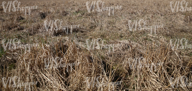 dry field of tall grass in springtime