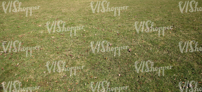 grass ground with dry leaves