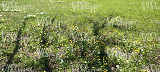 grass ground with spring flowers and tree shadows