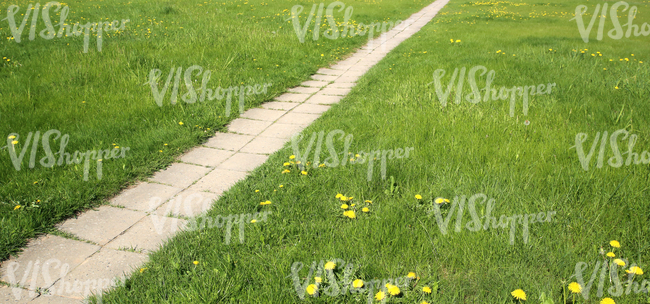 grass ground with a walkway and dandelions