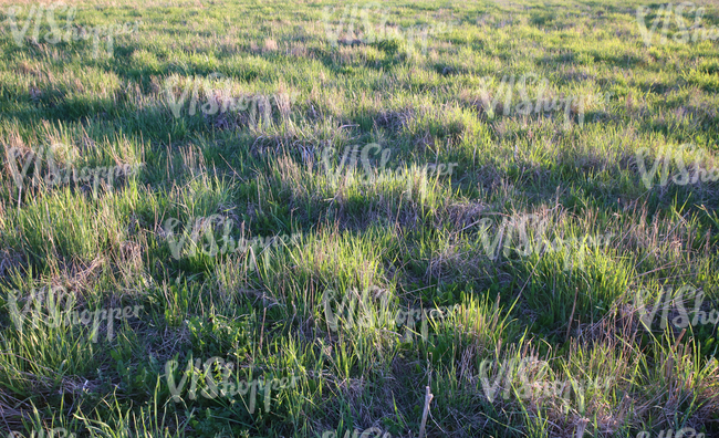 field of grass at sunset