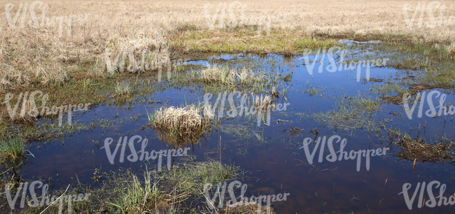 wet field in springtime