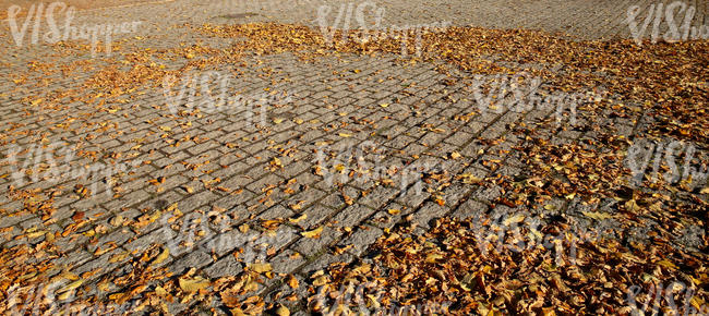 paved ground with autumn leaves