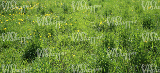 grass ground with dandelions