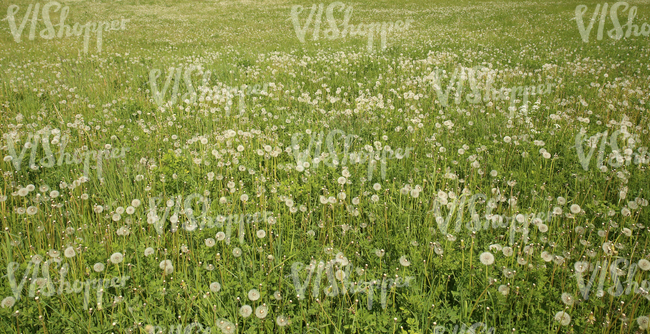 field of grass with dandelions